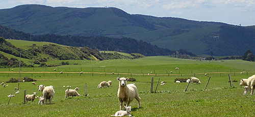 New Zealand sheep