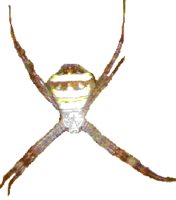 a spider