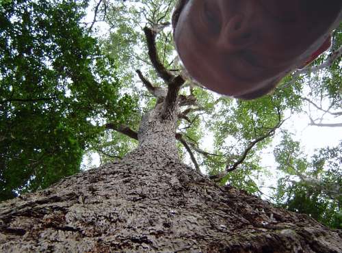 me and a big tree