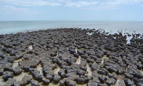 stromatolites at Hamelin pool