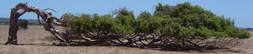 a windswept tree near Eneabba