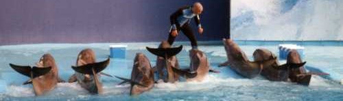 dolphin training school