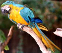 parrot