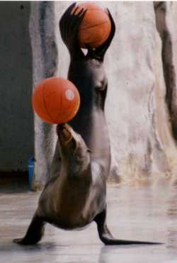 sea lion playing basketball