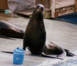 sea lion
