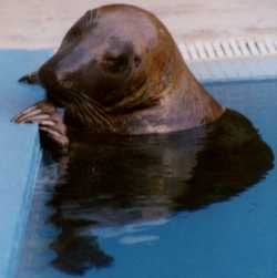 I'm a seal