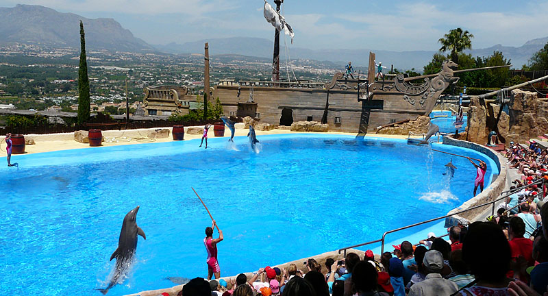 dolphin show