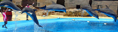 dolphin jumps