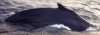 a humpback whale, Megaptera novaeanglia