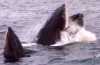 the whales strain the plankton from the water through the sides of their mouths