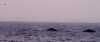 this is how it begins - all eyes searching for whales on the horizon