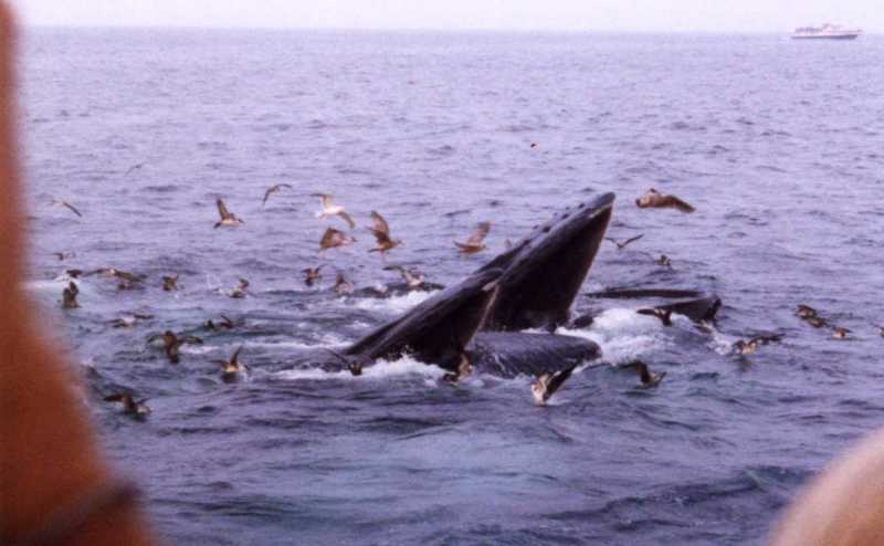 the whale's surfacing is heralded by a massive surge of bubbles that makes the water turn light green and causes the seagulls to circle