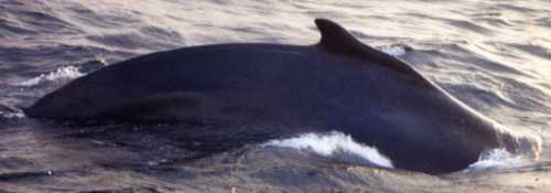 a humpback whale, Megaptera novaeanglia