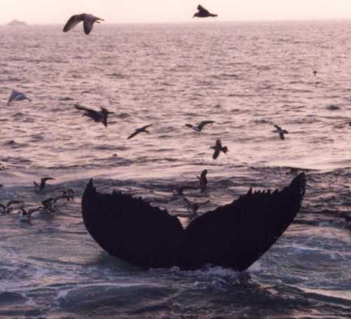 the seagulls feed off the fish brought to the surface