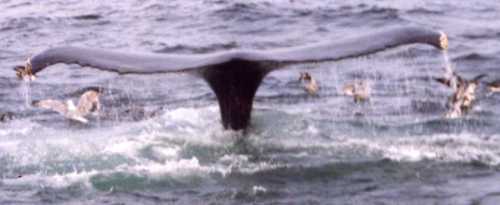 the powerful tail propels the Whale down for another dive