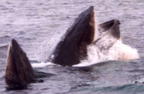 the whales strain the plankton from the water through the sides of their mouths