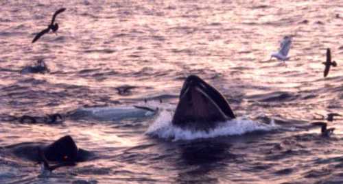 mother and calf feeding