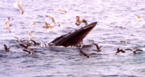 The large baleen whales comprise three families and about a dozen species. All these species lack teeth except as vestiges in the embryos. Instead, they possess a row of fringed plates of baleen (whalebone), which is a keratinaceous (horny) material developed from the gums. The fringed plates of baleen act as a filter, or sieve, straining small marine organisms from the water. The baleen whales are primarily plankton feeders and derive most of their nourishment from marine organisms that may be only a few millimeters (several hundredths of an inch) in length. Their principal food in the polar regions consists of small, shrimplike crustaceans collectively known as "krill." Commonly known baleen whales include the right whales, Balaena; the gray whale, Eschrichtius gibbosus; the blue whale, Balaenoptera musculus; the fin whale, B. physalus; and the humpback whale, Megaptera novaeanglia. The largest species, and the largest animal that has ever lived, is the blue whale. Specimens up to 30 m (100 ft) in length have been recorded, with weights estimated at more than 130 metric tons.