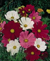 cosmos flowers