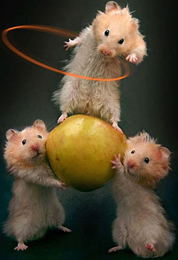 hamster hoop