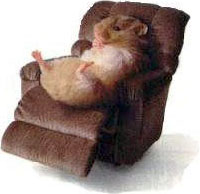 hamster recliner