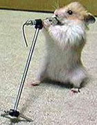 singing hamster